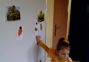 Dziewczynka dopasowuje kasztany do drzewa na tablicy.